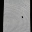 왕김밥 용흥점 이미지