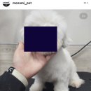 수정샵 이미지