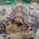 정진성농장 이미지