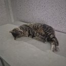 한반동농장 | April. 잃어버린 취미를 찾아서