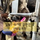 호돌이목장 | 연보람목장 / 김포 아기랑 갈만한 곳 / 실내 낙농체험, 피자만들기, 동물 먹이주기, 목장체험