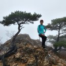 쓰러진 고사목 이미지