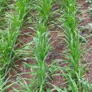 김형길 농장 이미지