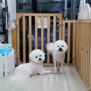 더펫애견샵