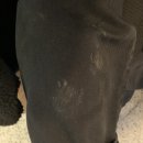 상미규카츠 이미지