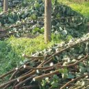 용우농장 이미지