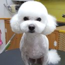 더 데일리 펫샵 이미지