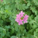 김해봉황초등학교 이미지