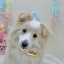 꽃다비펫 이미지