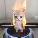 방가루 이미지