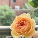 장미꽃핀집 이미지