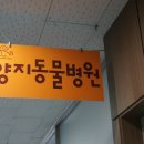 양지동물병원 이미지