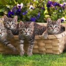 산호동물병원 이미지