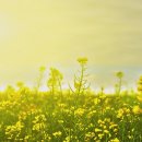 나무한그루 이미지