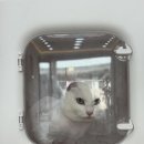 고양이 목욕탕 이미지