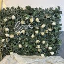 아름다울개 이미지