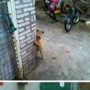 동네강아지 이미지