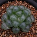 옵투사 실생 (Haworthia obtusa seedling) 이미지