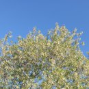 이팝나무 펜션 이미지