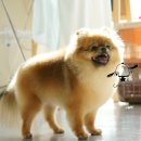 쿨 애견미용 이미지