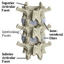 Spinal Anatomy 이미지