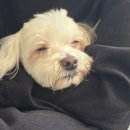 혼자두면 장판뜯어서 차린 개카페 이미지