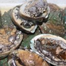 싱싱다육그린원 이미지