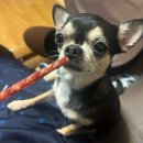 와와네 수제간식 | 평범하지만 제일 좋은 요즘 | 여수 커플 이야기