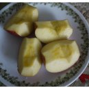 참이슬 농원 이미지