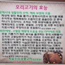 [강원도/홍천맛집]퇴골오리숯불구이홍천본점~생오리 윤기가 기가차서~^^
