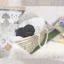 금동이축산 | 태백 애견분양 리트리버 천사견 만난 기적! 6시간 달려간 이유