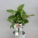 호암직동사무소 이미지