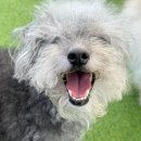 스테이펫_호텔 이미지