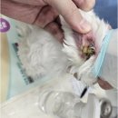 이경시장 | 부평시장역동물병원 귀가 빨갛고 퉁퉁 부었다면 내원해주셔야 합니다.