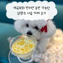 더숲 | 계곡뷰와 반려견 동반 가능한 남양주 더숲 카페 후기