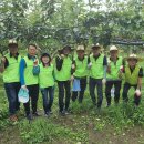 순천-13호 이미지