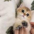 네코모리 이미지