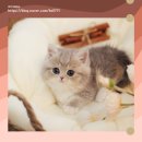 강서고양이분양 나비캣 이미지