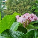 피아노메이트