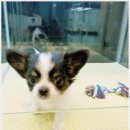 애견천사들 이미지