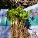 아루농장 이미지