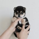 이누아이 | 수진동강아지무료분양 시바이누 블랙탄 시바견