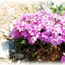 돼지의 족보 이미지