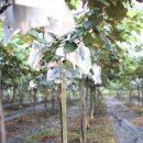 영동 해피 팜 이미지