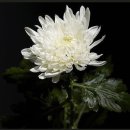 금강자동차 이미지