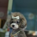 펫토이동물병원 이미지