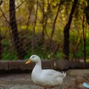 미운오리새끼 이미지