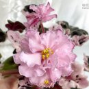 세련꽃농원 이미지