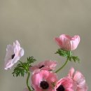 아네모네 이미지