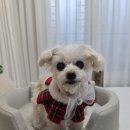 온새네 간식점 이미지